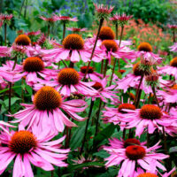 10 Popular Perennials to Brighten up a Garden