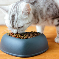 4 healthy cat food brands to buy from