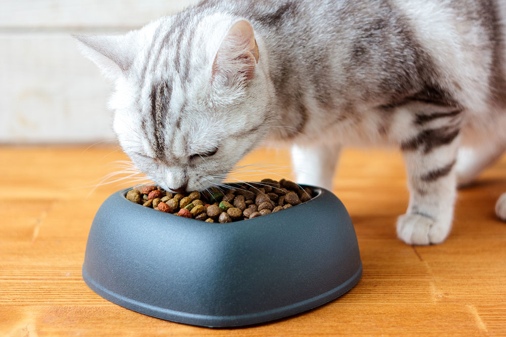 4 healthy cat food brands to buy from