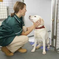 5 key benefits of pet insurance