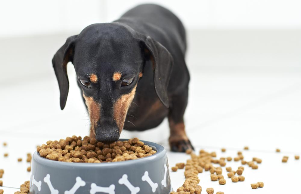 All About Dog Food