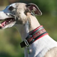 Are GPS Collars for Dogs Really Useful