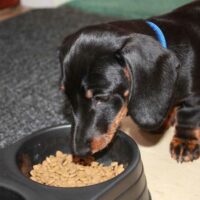 Best Puppy Food for Small Dog Breeds