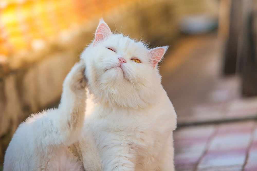 Cat skin allergies and foods to control them