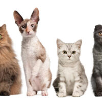 Four cat breeds you must consider bringing home