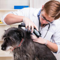 Four diseases dogs may spread to their owners