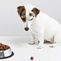 How to develop healthy eating habits for your dog