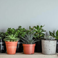 Low maintenance indoor plants