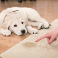 Popular pet urine stain and odor remover products