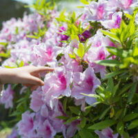 Pruning of the azaleas plant