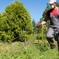 Safety guidelines to follow when removing weeds from the garden