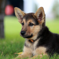 Things you need to know about a German shepherd puppy