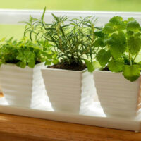 Think indoor gardening when outdoor isn&#8217;t possible