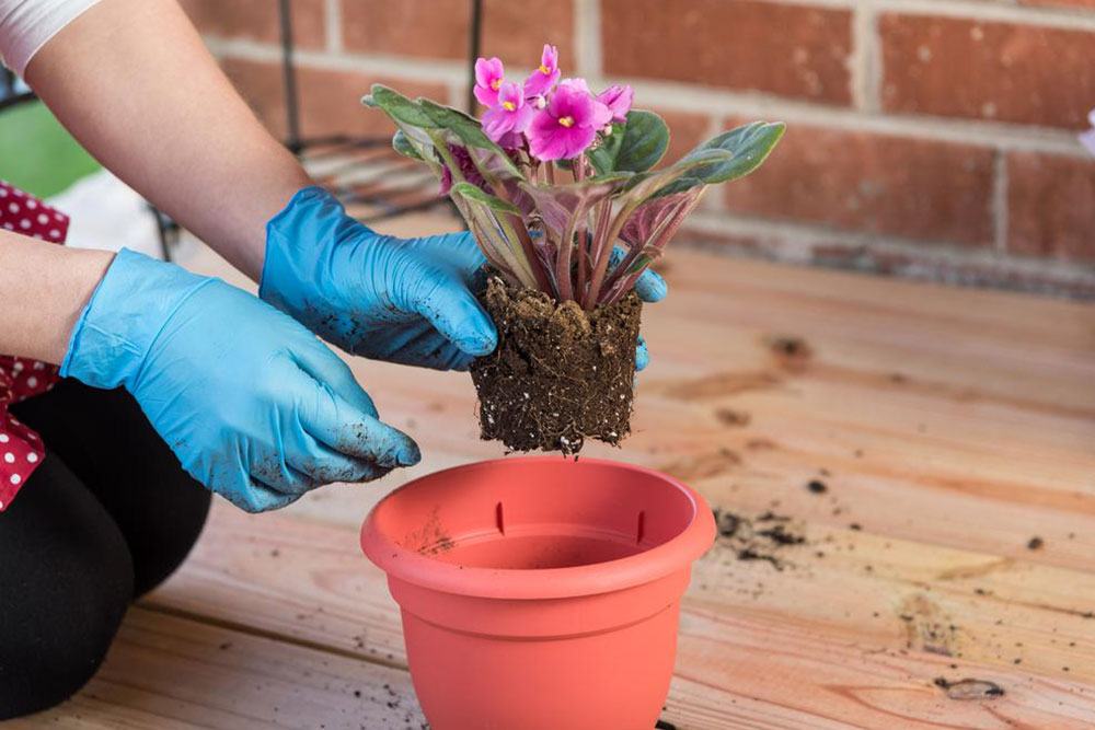 Tips to grow and maintain a container garden of perennial plants