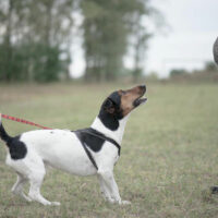 Top eight dog training tips