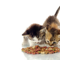 Using cat food coupons for nutritious cat food