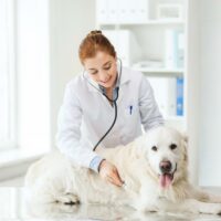 5 Facts About Pet Insurance That You Must Know