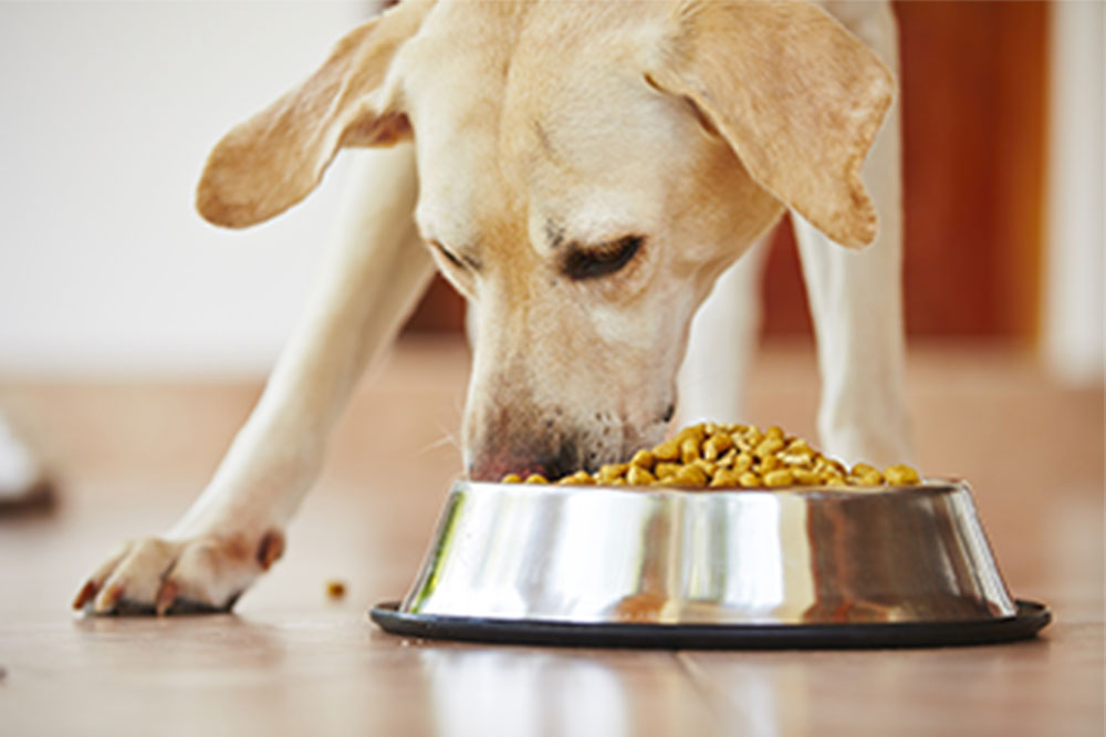 5 tips to choose the right dog food