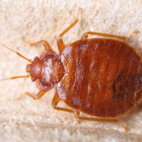 7 Ways to Effectively Detect Bed Bugs