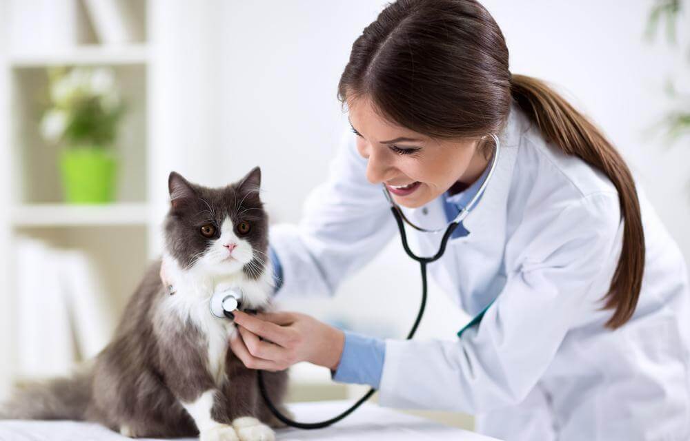 Are Fleas Pestering Your Cat? Here&#8217;s How You Can Get Rid Of It!