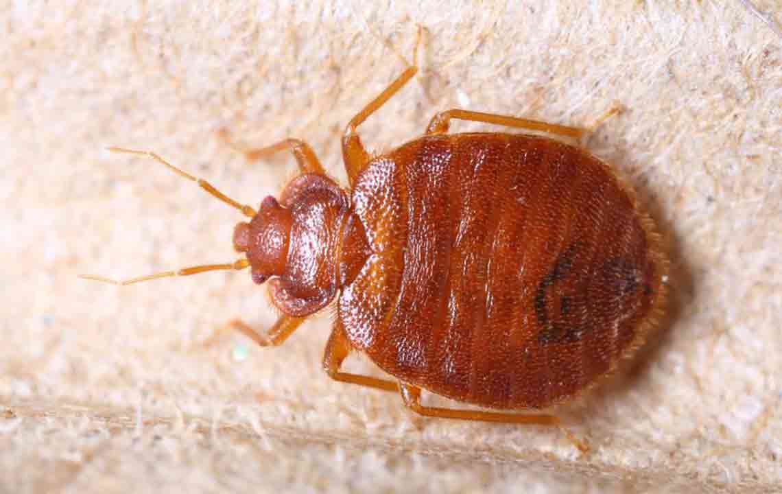 Home Remedies and Tips for Bed Bug Infestation