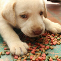 Six Factors to Consider Before Buying Puppy Food