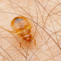 The Best Ways To Kill Bed Bugs