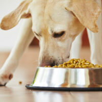 Top 4 ingredients to look for in dog foods