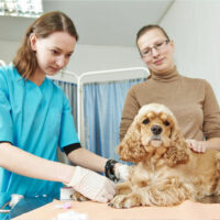 Understanding Pet Insurance