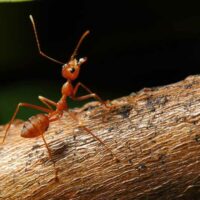 What Are the Treatments for Fire Ant Sting?