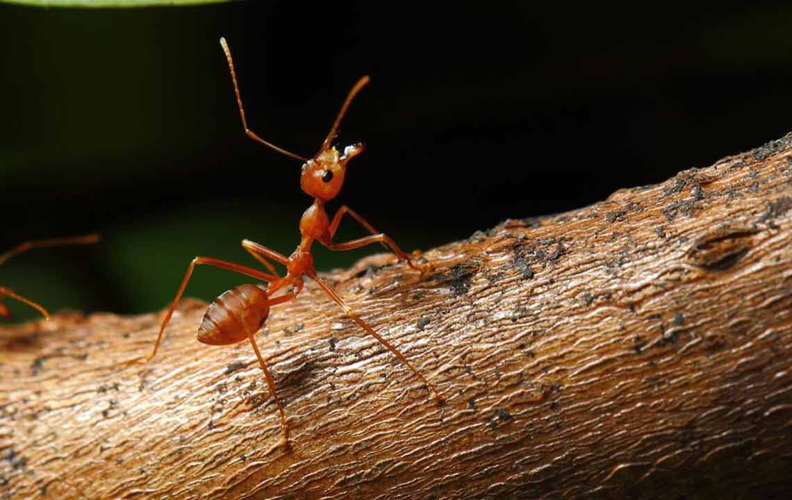 What Are the Treatments for Fire Ant Sting?