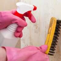 Popular and Efficient Mold Removal and Remediation Services