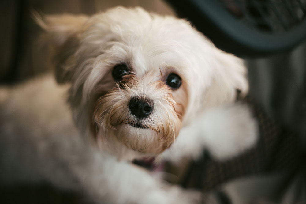 Things to Keep in Mind While Training Your Shih Tzu Dog