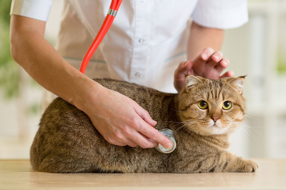 Top Five Crucial Aspects of Pet Treatment