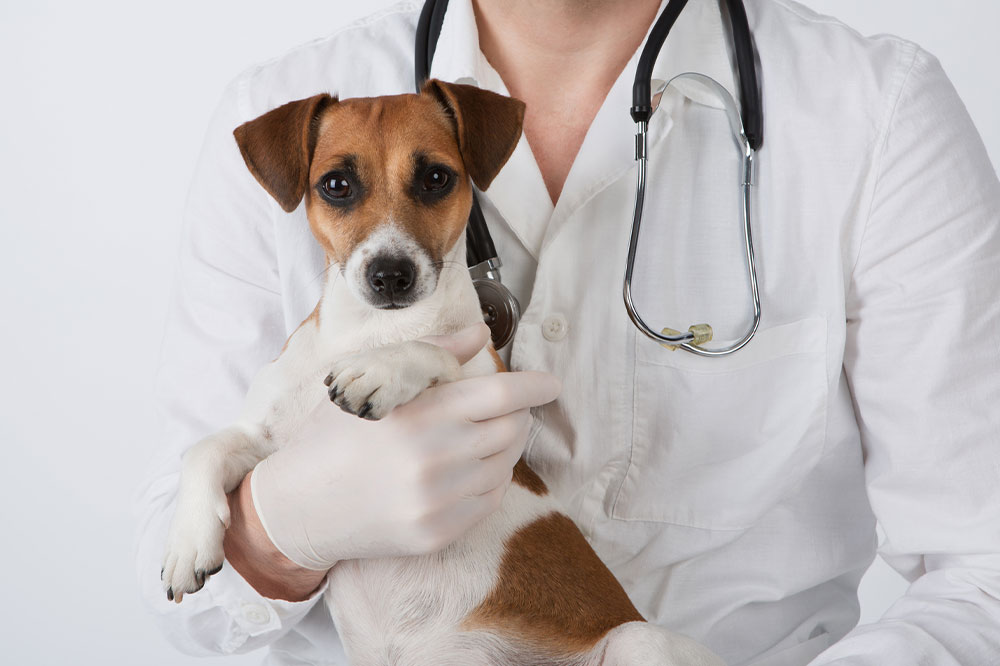 Dog Seizures &#8211; Symptoms, Causes, and Management