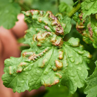 Natural Ways to Get Rid of Aphids