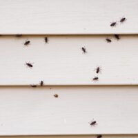 8 Ways to Get Rid of Boxelder Bugs