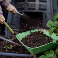 Top 10 Natural Fertilizers for Hydrangeas