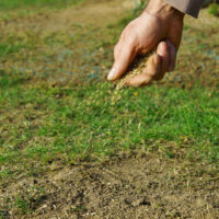 Types of Grass Seeds and Lawn Care Tips